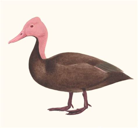Pink-headed Duck - British Waterfowl Association