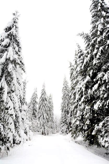 Premium Photo | Beautiful shot of a snowy forest landscape