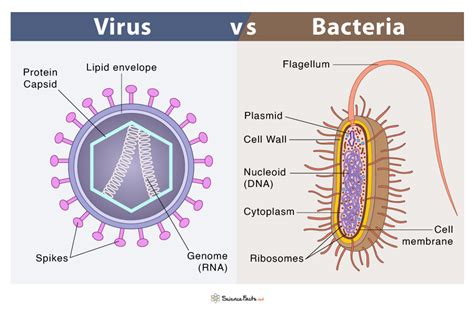 Virus Bacteria Structure Structure Diagrams