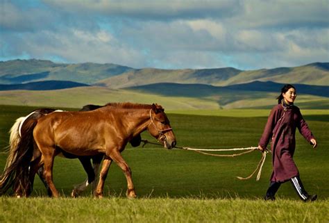 Mongolian Horse Info, Origin, History, Pictures | Horse Breeds Information & Pictures