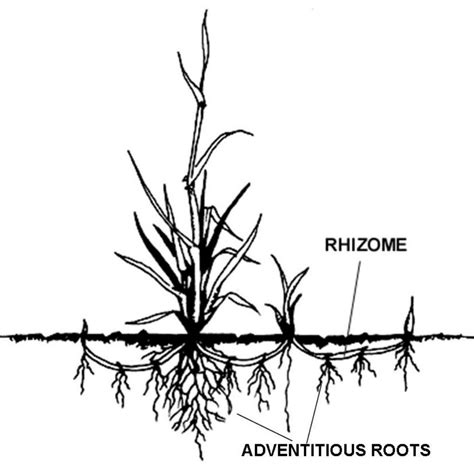 The Anatomy of a Rhizome and Natural Medicine