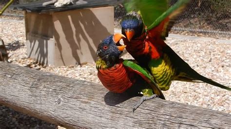 Lorikeets mating - YouTube