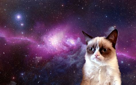 🔥 Free download Grumpy Cat Meme HD Desktop Wallpaper HD Desktop Wallpaper [1919x1199] for your ...