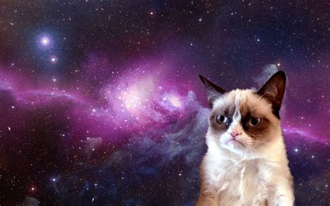 🔥 Free download Grumpy Cat Meme HD Desktop Wallpaper HD Desktop Wallpaper [1919x1199] for your ...