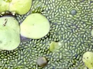 Wolffia globosa (lentille d'eau à fleurs rondes)