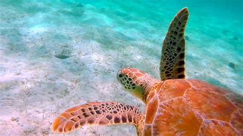 Saturday Video: Snorkeling with Turtles in the Trippy Tobago Cays | Grenadines, St. Vincent ...