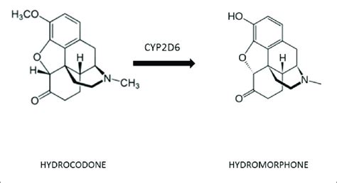 | Metabolic conversion of hydrocodone to hydromorphone. | Download Scientific Diagram