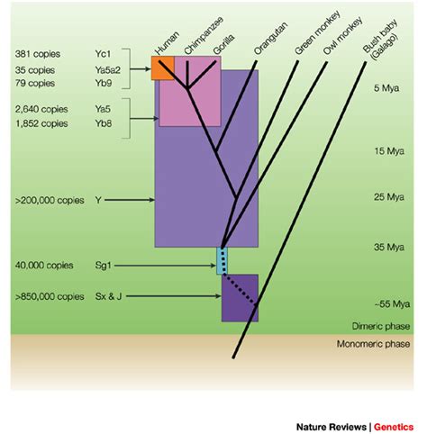 The expansion of Alu elements in primates.The expansion of Alu... | Download Scientific Diagram