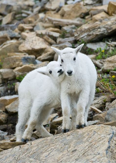 baby mountain goat kids playing on rock | Tony Bynum Photography ~ Real Relevant Right ...