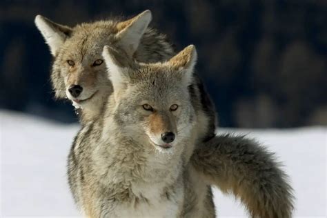 Coyote Mating Season: When, Whys, And Hows Of Breeding