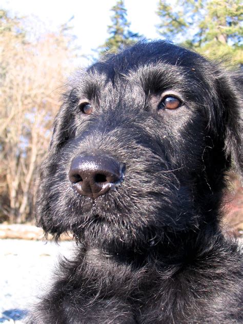 Black Labradoodle puppy. Ferrous in the sunshine. | dogs I like | Black labradoodle, Black ...