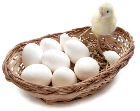 Hatching Chicken Eggs,Cameroon Macawi Hatcher price supplier - 21food