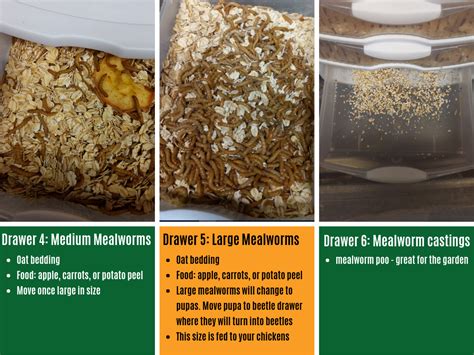 DIY Mealworm Farming | Meyer Hatchery Blog 2019