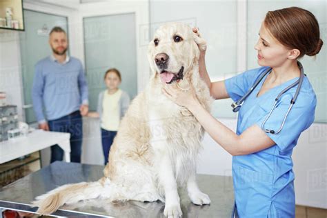 Dog Ear Infections: Symptoms, Causes, Treatment, And Prevention | Dog ...