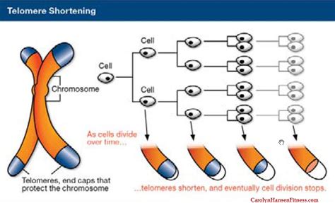 Telomeres are Tell-tale Signs of Longevity... - Carolyn Hansen Fitness