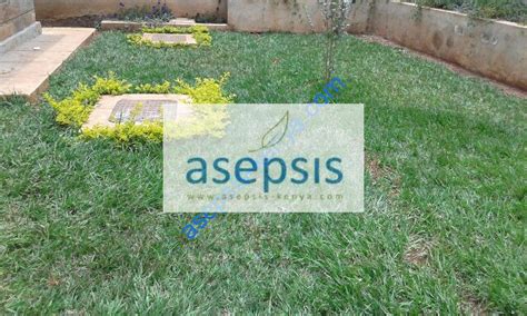 Paspalum grass | Asepsis Limited