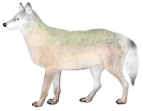 Great Plains wolf | SciiFii Wiki | Fandom