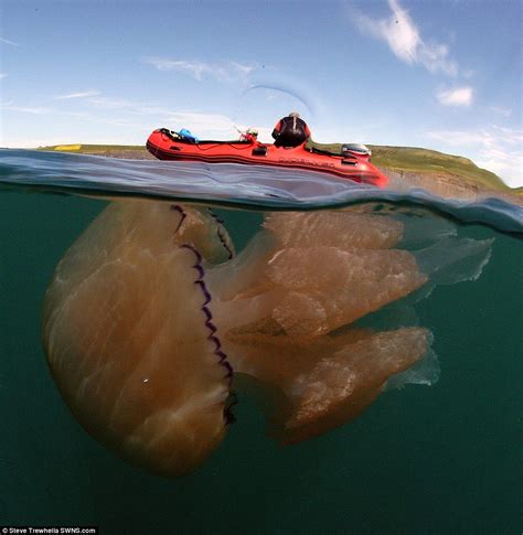Record numbers of giant jellyfish are swarming off Dorset coast -- Earth Changes -- Sott.net