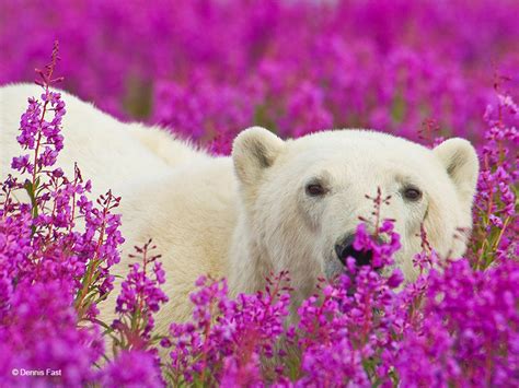 Polar Bears Playing In Flower Fields Captured by Canadian Photographer - We Are Wildness