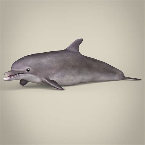 ArtStation - Low Poly Dolphin 3D Model | Game Assets