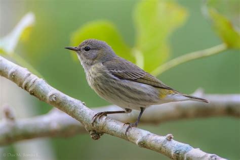 Cape May Warbler – birdfinding.info