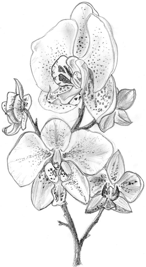 Orchid drawing, Sketches, Flower drawing