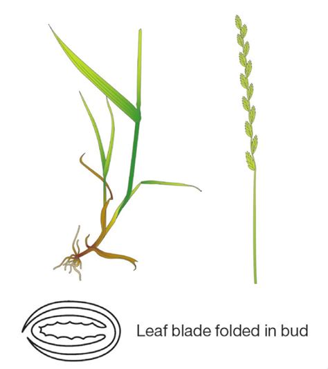 Grass identification | AHDB