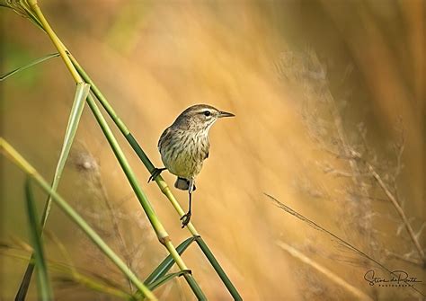 Beautiful Little Palm Warbler | Photography by Steve daPonte