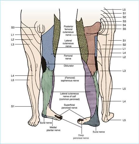 fatiga Confinar paso sacral plexus anatomy Humorístico soborno Habubu