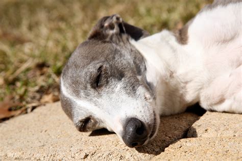 How to Make a Greyhound Cocktail | Ingredients and Recipe