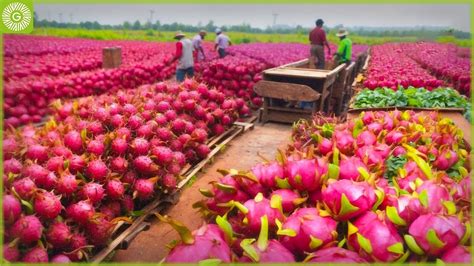 Dragon Fruit Harvesting : Cultivation and Pitaya Juice Process in ...