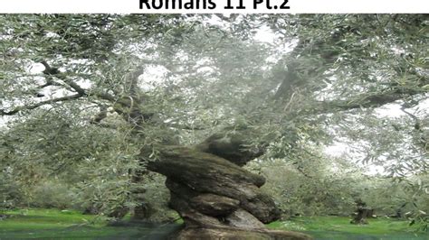 The Olive tree: who's grafted in? Romans 11 Pt.2 - YouTube