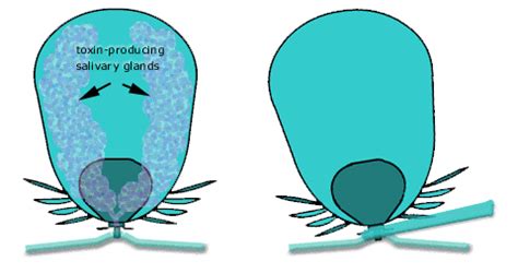 The Paralysis Tick of Australia - Removal and Treatment