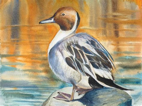 Northern Pintail Duck Painting by Nadia B - Pixels