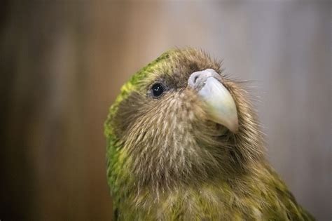 What Animal Produces The Loudest Sound? | Loudest Animals in the World