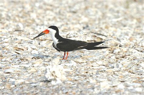 DNR warns beach visitors, boaters not to disturb nesting black skimmer ...