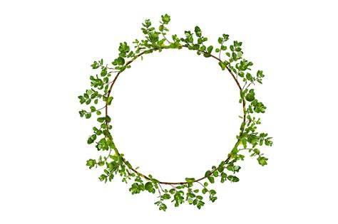 leaf vine circle Isolate on transparent background PNG file 13483463 PNG