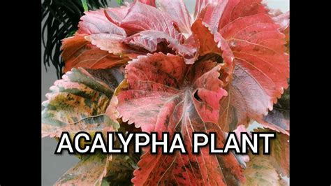 Acalypha wilkesiana care tips - YouTube