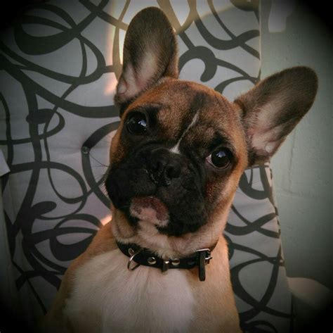 Blue fawn frenchie | Fawn french bulldog, French bulldog, Blue fawn ...