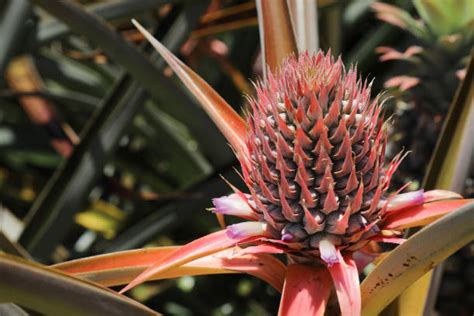 90+ Pineapple Plantation Maui Hawaii Stock Photos, Pictures & Royalty ...