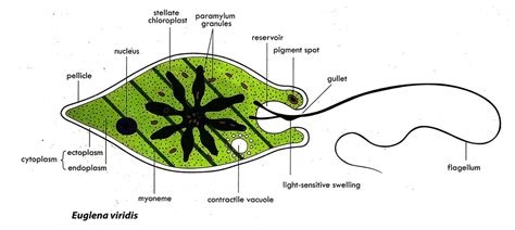 Understanding the Structure and Life Processes of Euglena: A Comprehensive Guide