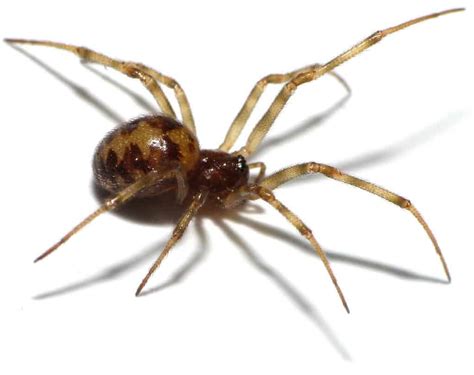 10 Of The Most Terrifying Spiders In The World - Page 3 of 5