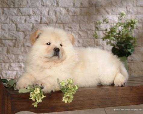 Pics Photos - Chow Chow Puppy Chow Chow Dogs Puppies