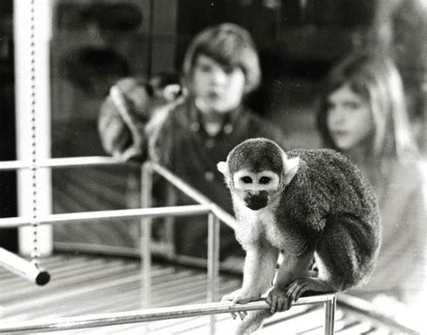 The incredible story of Miss Baker, the original space monkey - al.com