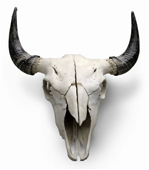 Buffalo Skulls Drawing at GetDrawings | Free download