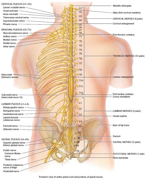 Spinal Nerves Anatomy, Nerve Anatomy, Yoga Anatomy, Human Body Anatomy, Muscle Anatomy, Axillary ...