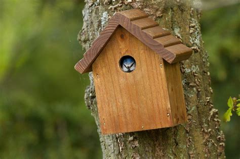 How to choose and position nest boxes for garden birds - All Things Wildlife.co.uk