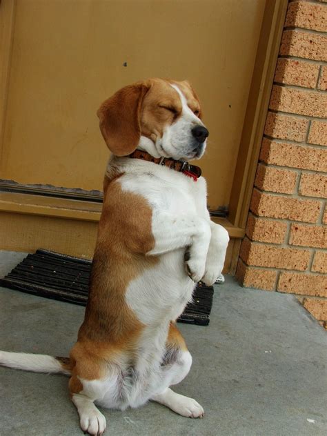 Funny Beagle Wallpaper (61+ images)