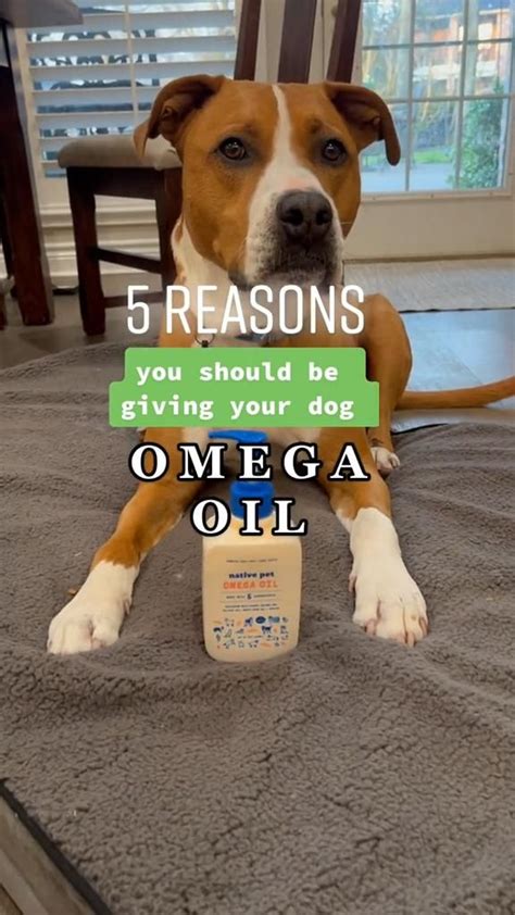 Benefits of Omega Oil | Dog health care, Homemade dog food, Cute dogs