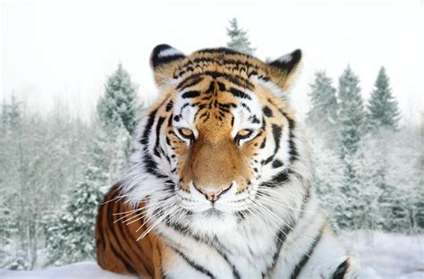 Amur Tiger (Sibirya Tiger) HD Masaüstü Duvar Kağıdı: Geniş Ekran: Yüksek Çözünürlük: Tam Ekran